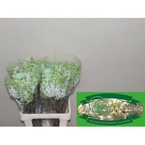 SYR V MME FL STEPMAN