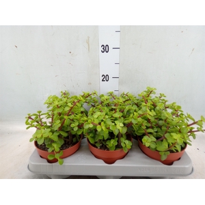 Portulacaria afra