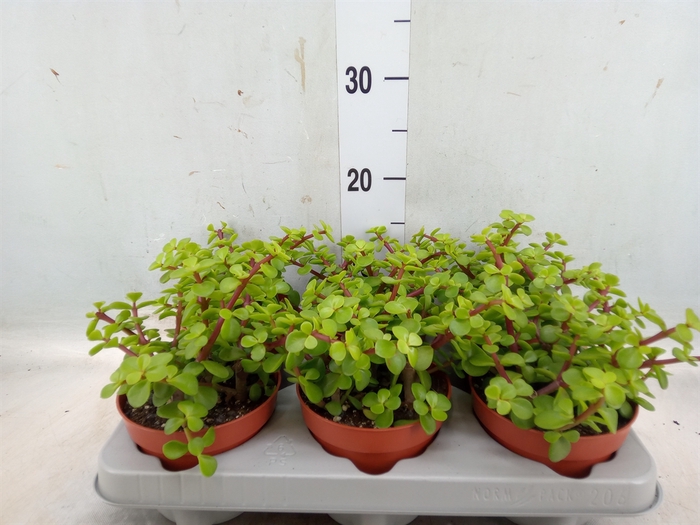 <h4>Portulacaria afra</h4>