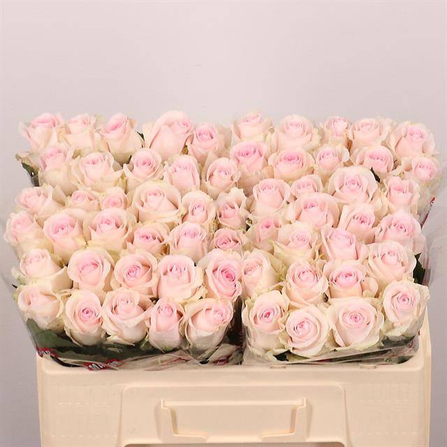 <h4>R Gr Revival Sweet Extra Tima</h4>