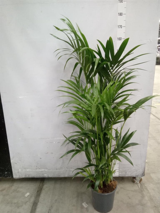 <h4>Howea forsteriana</h4>