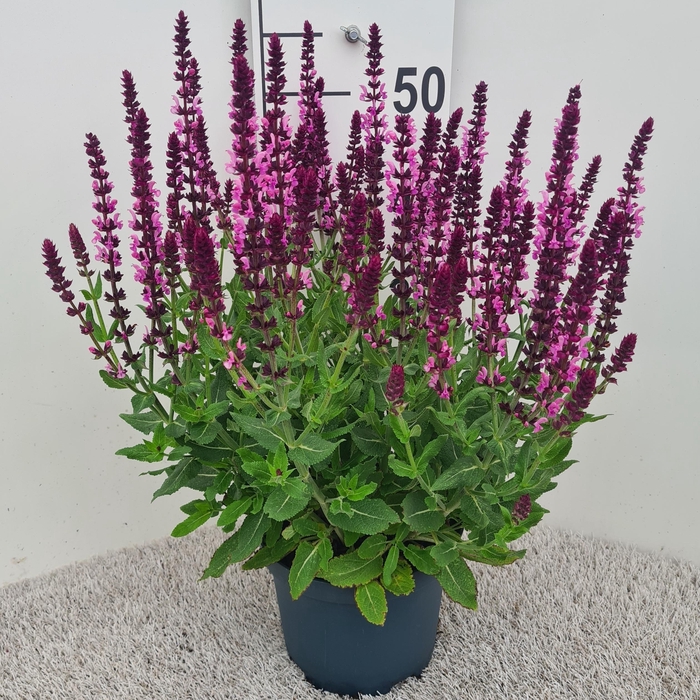<h4>Salvia nem. Sensation Deep Rose P19</h4>