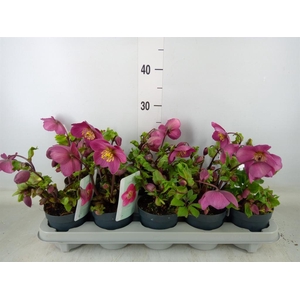 Helleborus  'Verboom Sifra'