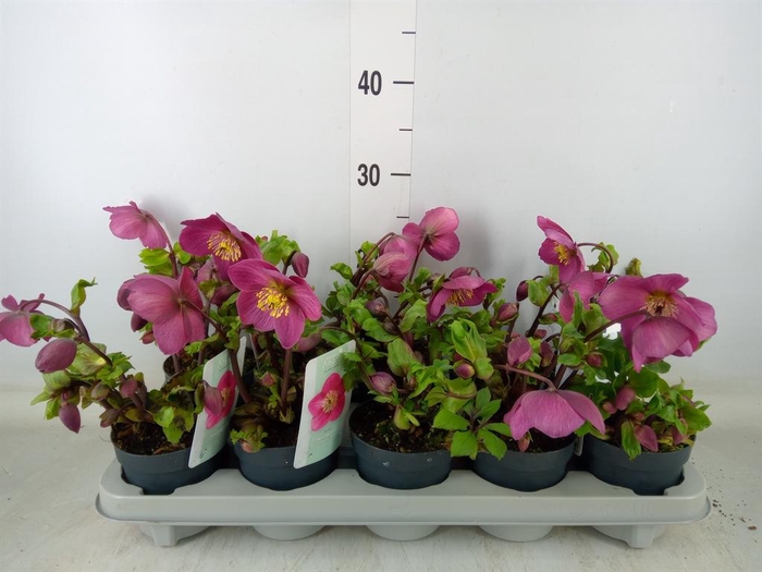 <h4>Helleborus  'Verboom Sifra'</h4>