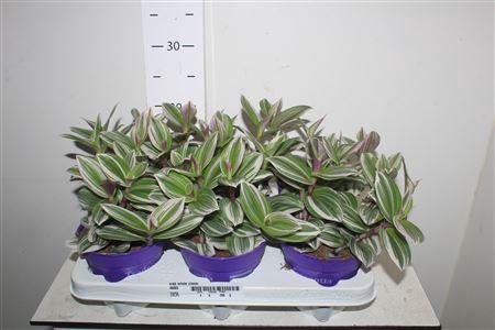 <h4>Trad White Clone</h4>