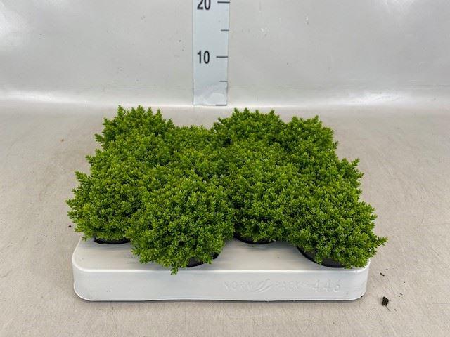 <h4>Hebe  'Emerald Gem'</h4>