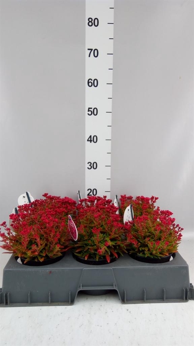 <h4>Crassula schmidtii</h4>