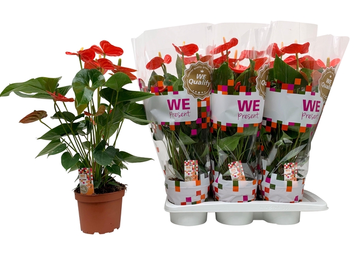 <h4>Sierra Orange17</h4>