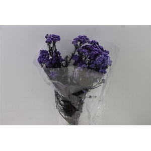 Dried Ozothamnus Lavender Bunch Slv