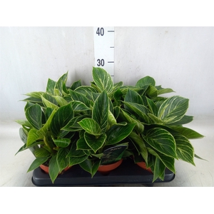 Philodendron   ...