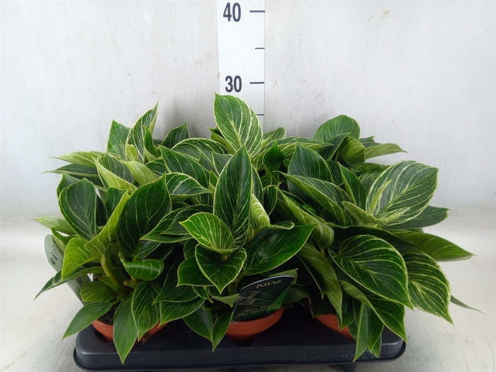 <h4>Philodendron   ...</h4>