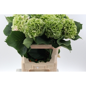 Hydrangea Green Classic