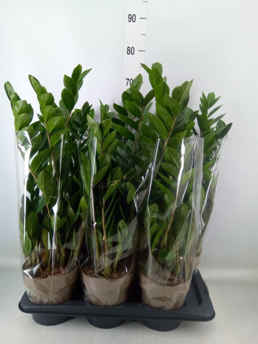<h4>Zamioculcas zamiifolia</h4>