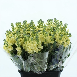 Matth Iron D Yellow