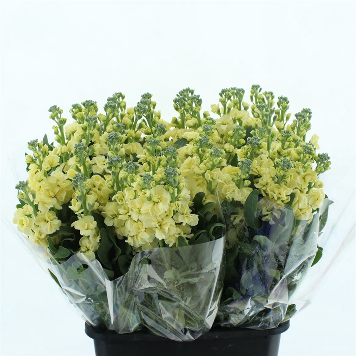 <h4>Matth Iron D Yellow</h4>
