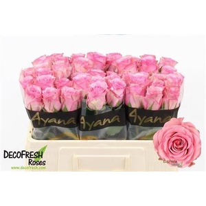 Rosa a grande fleur Euphoria