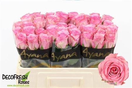<h4>Rosa a grande fleur Euphoria</h4>
