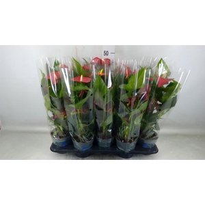 Anthurium andr. 'Karma Red'