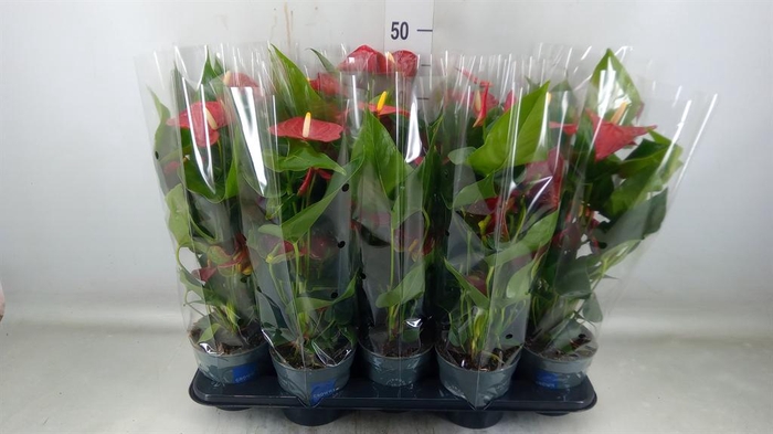 <h4>Anthurium andr. 'Karma Red'</h4>