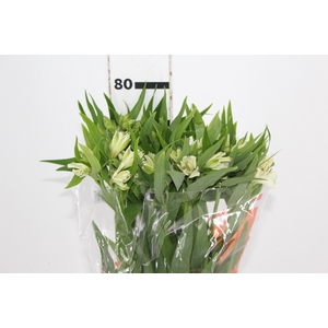ALSTROEMERIA PRESTIGE 080 CM BRANCO