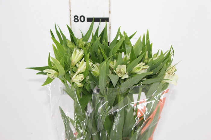 <h4>ALSTROEMERIA PRESTIGE 080 CM BRANCO</h4>