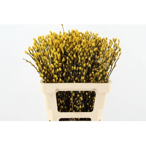 Salix Snowflake 60cm Yellow