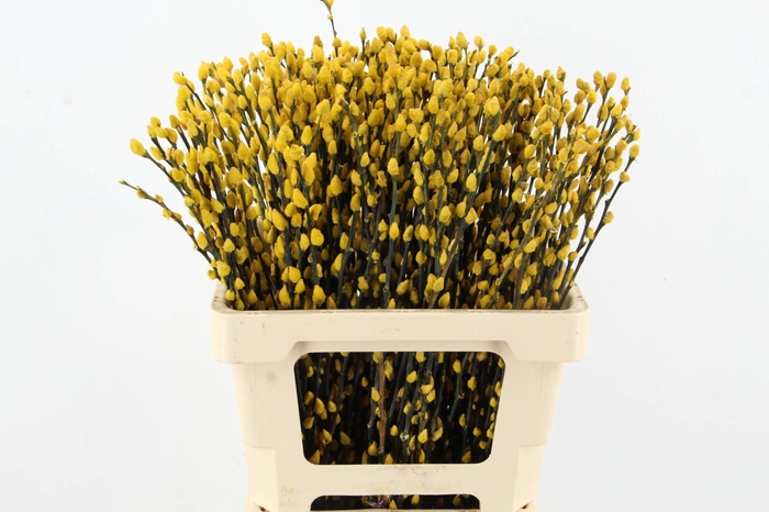 <h4>Salix Snowflake 60cm Yellow</h4>