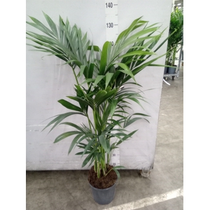 Howea forsteriana