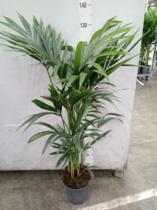 <h4>Howea forsteriana</h4>