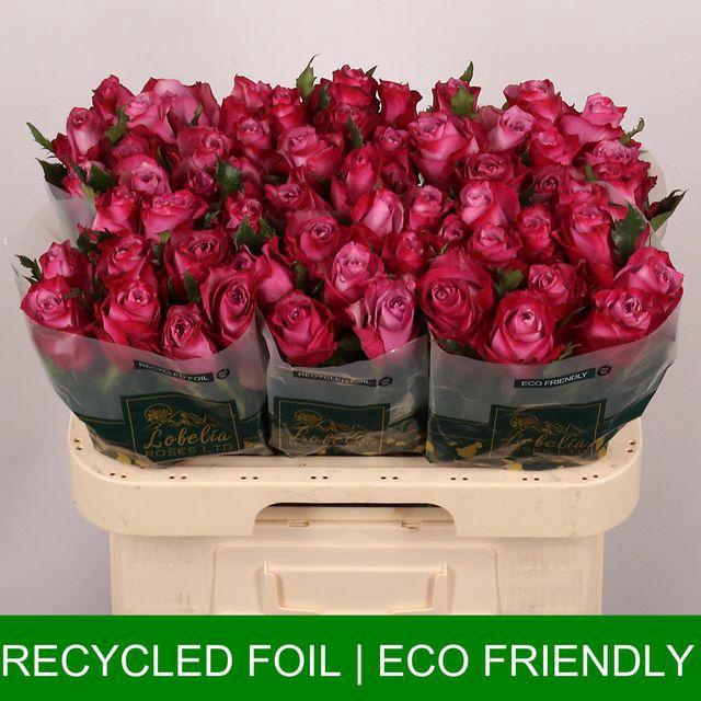 <h4>R GR DEEP PURPLE</h4>