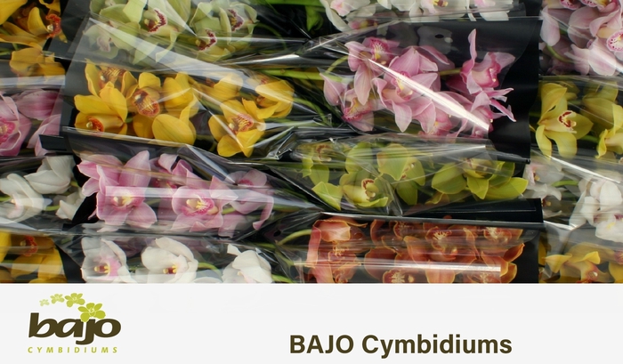 <h4>CYMB T GEM</h4>