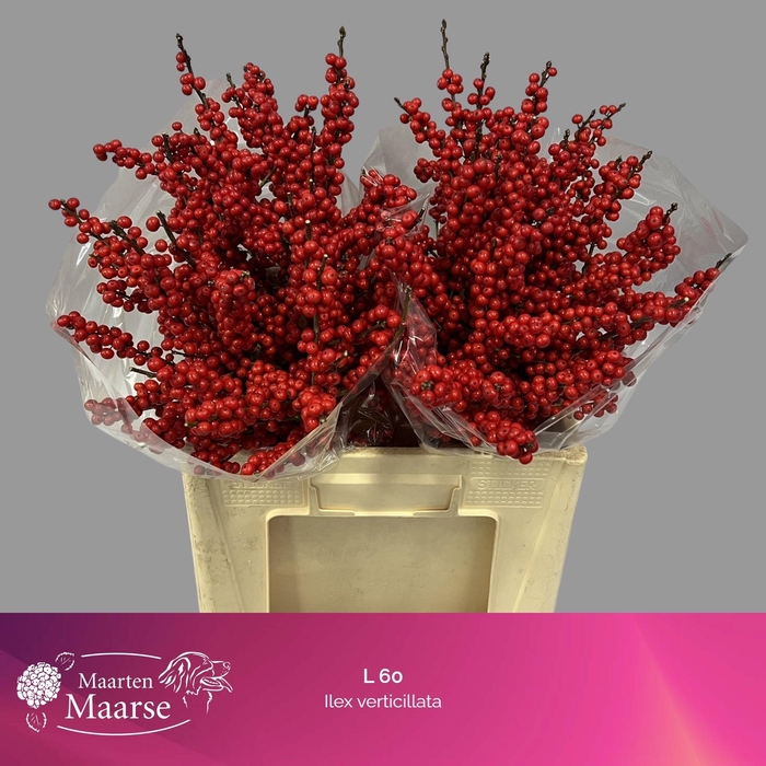 <h4>ILEX VE RODE BES</h4>