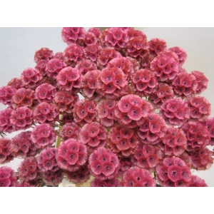 Scabiosa Rose (gedroogd)