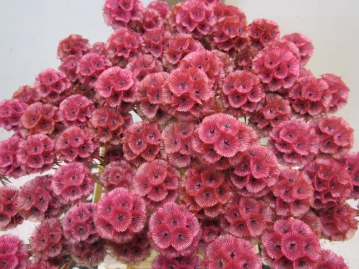 <h4>Scabiosa Rose (gedroogd)</h4>