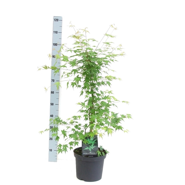 <h4>Acer palmatum P26 Full CC</h4>