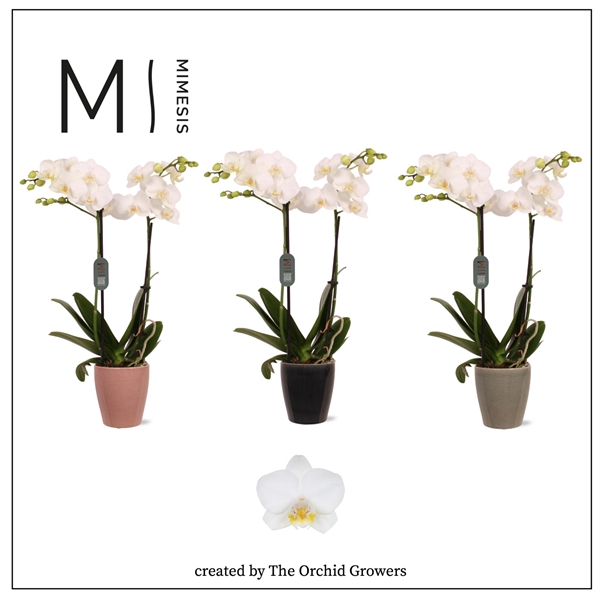 <h4>Mimesis Phal. Multi White - 2 spike 12cm in Nadia Mix ceramic</h4>