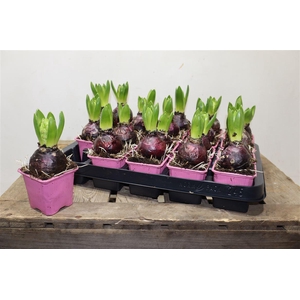 arr8 Hyacin Pink Pearl