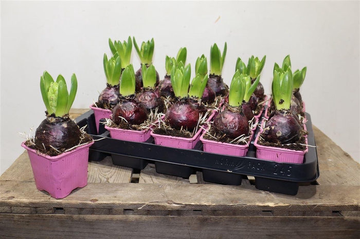 <h4>arr8 Hyacin Pink Pearl</h4>