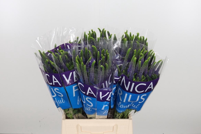 <h4>Veron Smart Diana</h4>