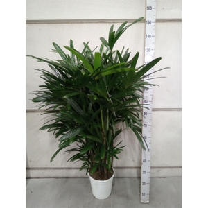 Rhapis excelsa