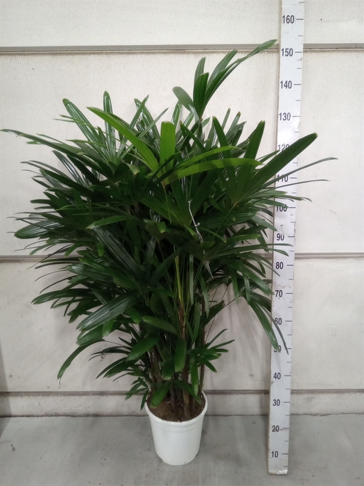 <h4>Rhapis excelsa</h4>