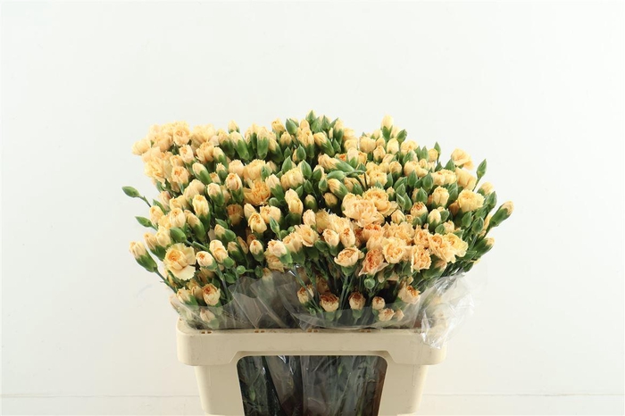 <h4>Di Tr Pinata Sundrops</h4>