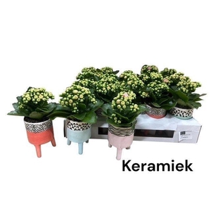 ARR KALANCHOE