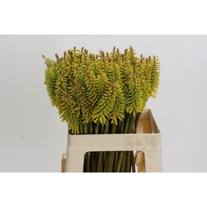 Kniphofia Sunningdale Yellow