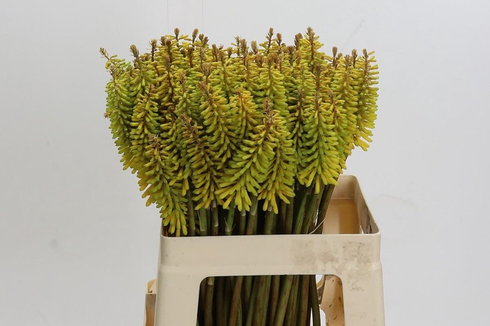<h4>Kniphofia Sunningdale Yellow</h4>
