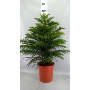 Araucaria heterophylla