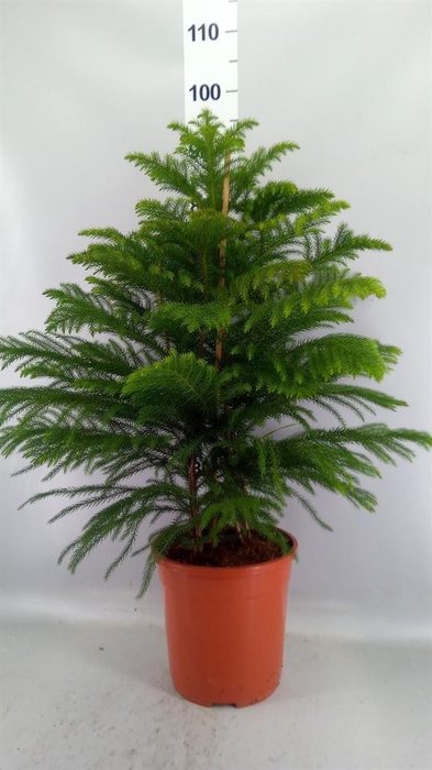 <h4>Araucaria heterophylla</h4>