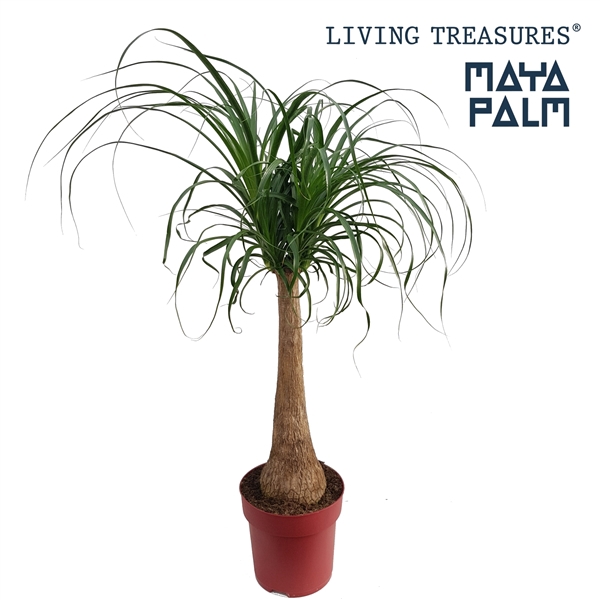 <h4>Beaucarnea "Maya Palm" stam P27</h4>