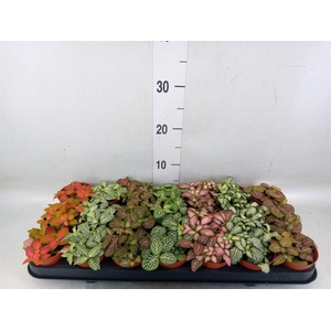 Fittonia   ...mix 7