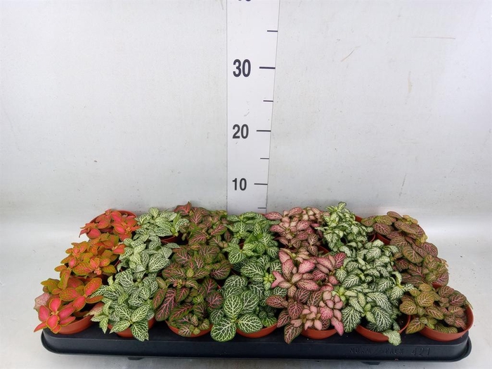 <h4>Fittonia   ...mix 7</h4>